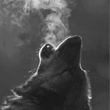 Жук